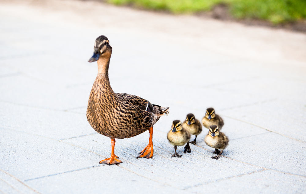 Ducklings following mother duck an example of leadership role models